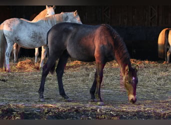 PRE, Hengst, 1 Jaar, 160 cm, Brown Falb schimmel