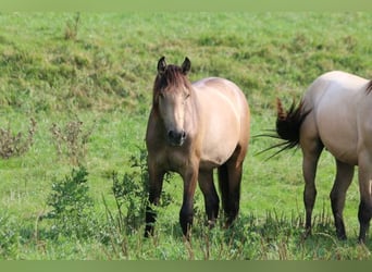 PRE, Hengst, 1 Jaar, 160 cm, Brown Falb schimmel