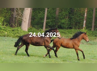 PRE Mix, Hengst, 1 Jaar, 160 cm, Bruin