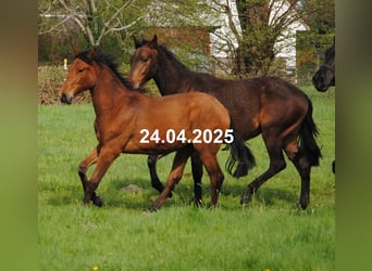 PRE Mix, Hengst, 1 Jaar, 160 cm, Bruin