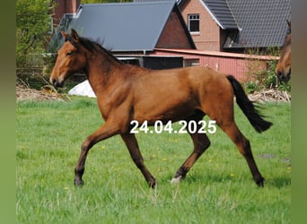 PRE Mix, Hengst, 1 Jaar, 160 cm, Bruin