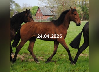 PRE Mix, Hengst, 1 Jaar, 160 cm, Bruin