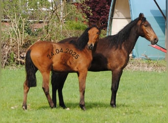 PRE Mix, Hengst, 1 Jaar, 160 cm, Bruin