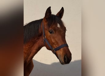 PRE, Hengst, 1 Jaar, 160 cm, Bruin