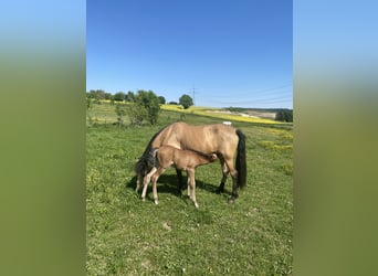 PRE, Hengst, 1 Jaar, 160 cm, Bruin