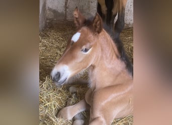 PRE, Hengst, 1 Jaar, 160 cm, Bruin