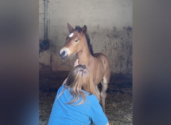 PRE, Hengst, 1 Jaar, 160 cm, Bruin