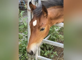 PRE, Hengst, 1 Jaar, 160 cm, Bruin