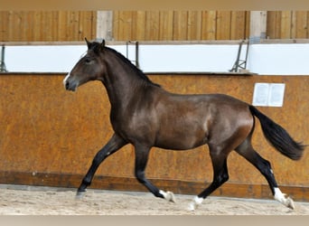 PRE, Hengst, 1 Jaar, 160 cm, Bruin