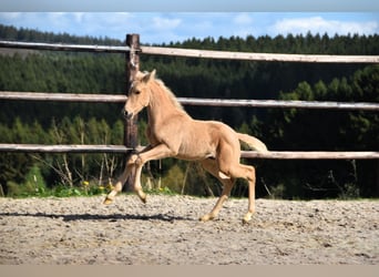 PRE, Hengst, 1 Jaar, 160 cm, Palomino