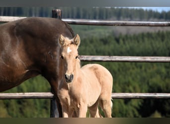 PRE, Hengst, 1 Jaar, 160 cm, Palomino