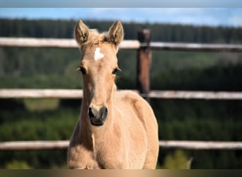 PRE, Hengst, 1 Jaar, 160 cm, Palomino