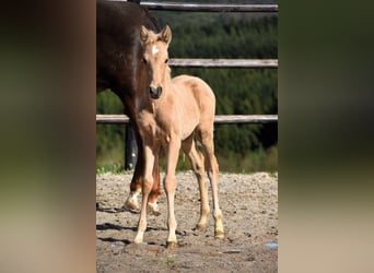 PRE, Hengst, 1 Jaar, 160 cm, Palomino