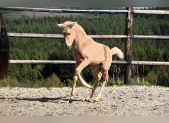 PRE, Hengst, 1 Jaar, 160 cm, Palomino