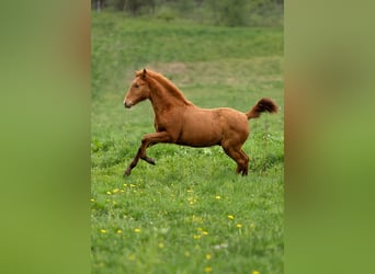 PRE, Hengst, 1 Jaar, 160 cm, Pearl