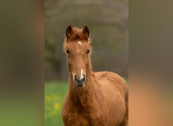 PRE, Hengst, 1 Jaar, 160 cm, Pearl