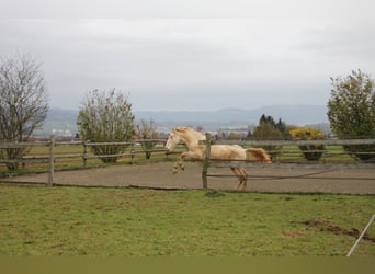 PRE Mix, Hengst, 1 Jaar, 160 cm, Perlino