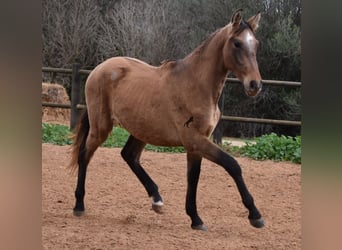 PRE, Hengst, 1 Jaar, 160 cm, Schimmel