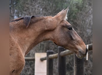 PRE, Hengst, 1 Jaar, 160 cm, Schimmel