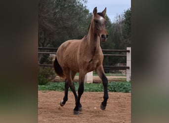 PRE, Hengst, 1 Jaar, 160 cm, Schimmel