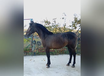 PRE, Hengst, 1 Jaar, 160 cm, Schimmel