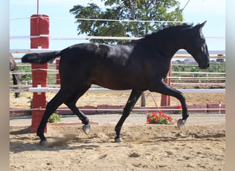 PRE, Hengst, 1 Jaar, 160 cm, Zwart