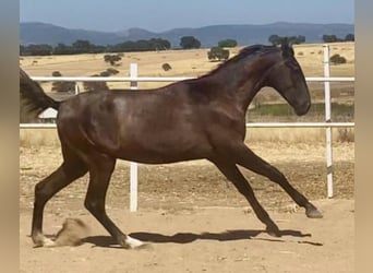 PRE, Hengst, 1 Jaar, 161 cm, Schimmel