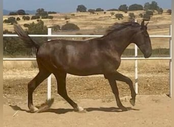 PRE, Hengst, 1 Jaar, 161 cm, Schimmel