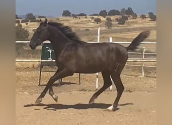 PRE, Hengst, 1 Jaar, 161 cm, Schimmel