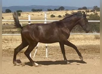 PRE, Hengst, 1 Jaar, 161 cm, Schimmel