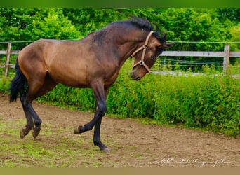 PRE Mix, Hengst, 1 Jaar, 162 cm, Bruin