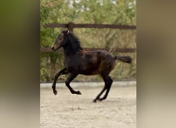 PRE, Hengst, 1 Jaar, 162 cm, Bruin