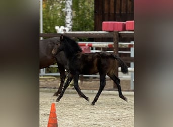 PRE, Hengst, 1 Jaar, 162 cm, Bruin