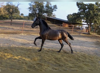 PRE Mix, Hengst, 1 Jaar, 162 cm, Zwart