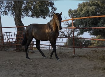 PRE Mix, Hengst, 1 Jaar, 162 cm, Zwart