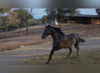 PRE Mix, Hengst, 1 Jaar, 162 cm, Zwart