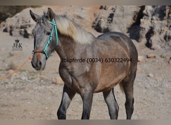 PRE, Hengst, 1 Jaar, 163 cm, Brown Falb schimmel