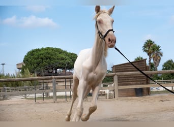PRE Mix, Hengst, 1 Jaar, 163 cm
