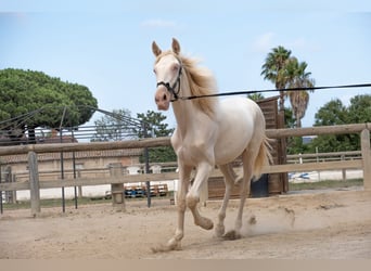 PRE Mix, Hengst, 1 Jaar, 163 cm