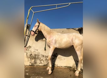 PRE Mix, Hengst, 1 Jaar, 163 cm