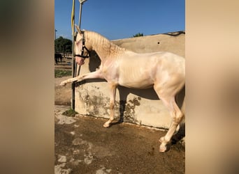 PRE Mix, Hengst, 1 Jaar, 163 cm