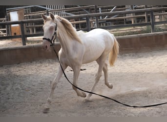 PRE Mix, Hengst, 1 Jaar, 163 cm