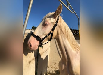PRE Mix, Hengst, 1 Jaar, 163 cm
