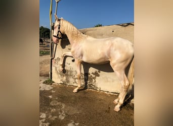 PRE Mix, Hengst, 1 Jaar, 163 cm