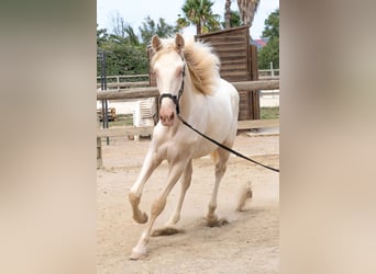 PRE Mix, Hengst, 1 Jaar, 163 cm