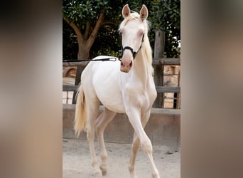 PRE Mix, Hengst, 1 Jaar, 163 cm