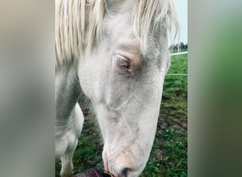 PRE Mix, Hengst, 1 Jaar, 163 cm, Perlino