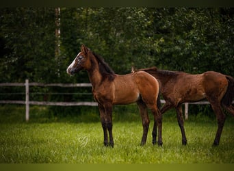 PRE, Hengst, 1 Jaar, 163 cm, Schimmel