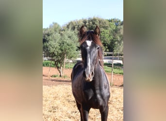 PRE, Hengst, 1 Jaar, 163 cm, Schimmel