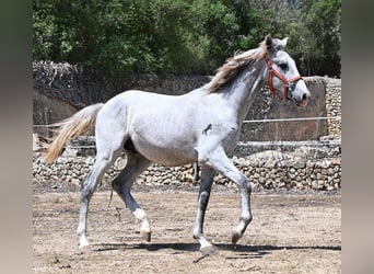 PRE Mix, Hengst, 1 Jaar, 163 cm, Schimmel